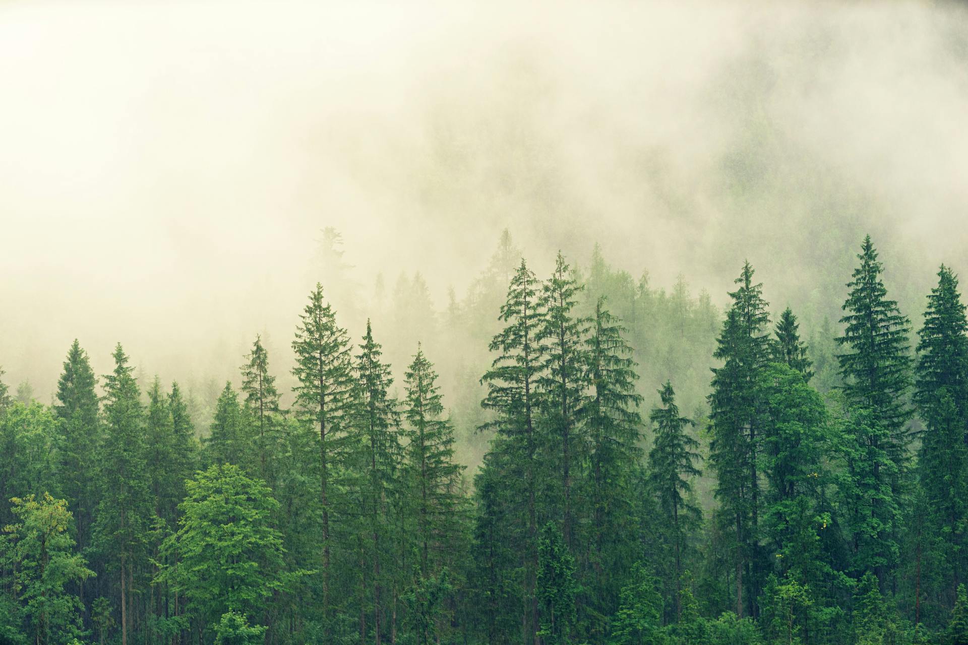 Servicio Nacional Forestal