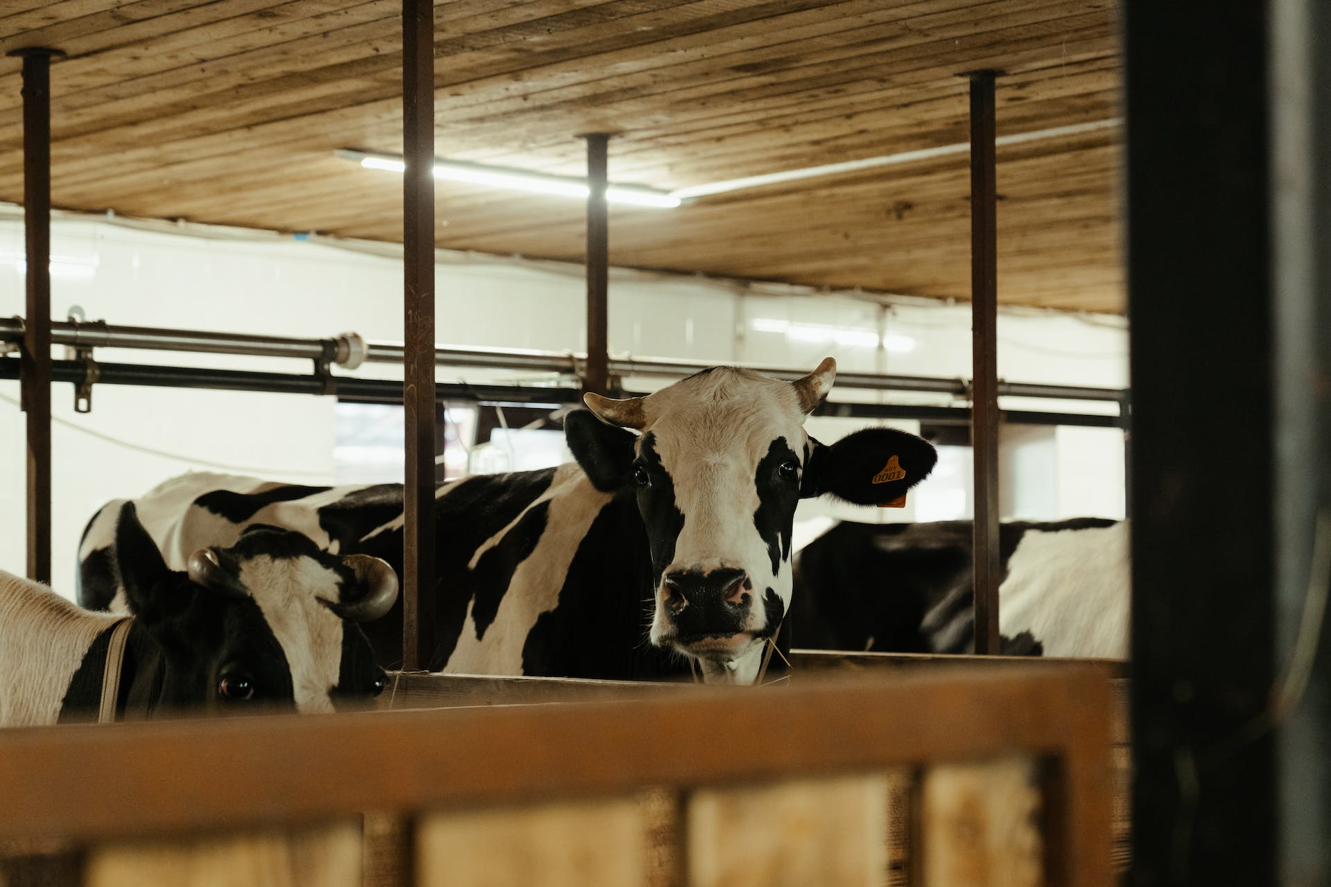 Normativa para plantas de beneficio animal orientada a reducir costos en la carne: Ministerio de Agricultura