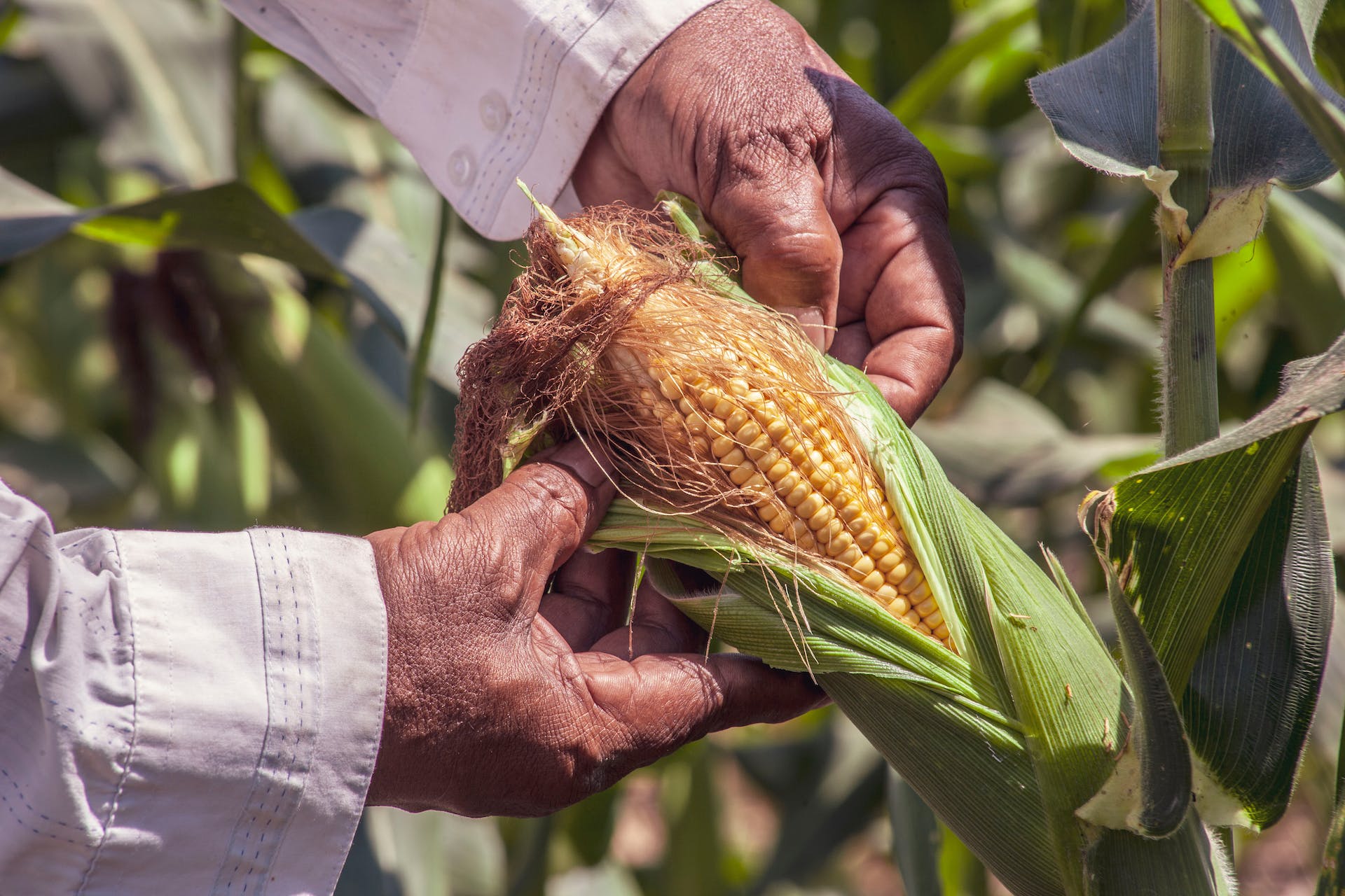 Protección de semillas nativas y criollas de maíz de los pueblos indígenas de Colombia