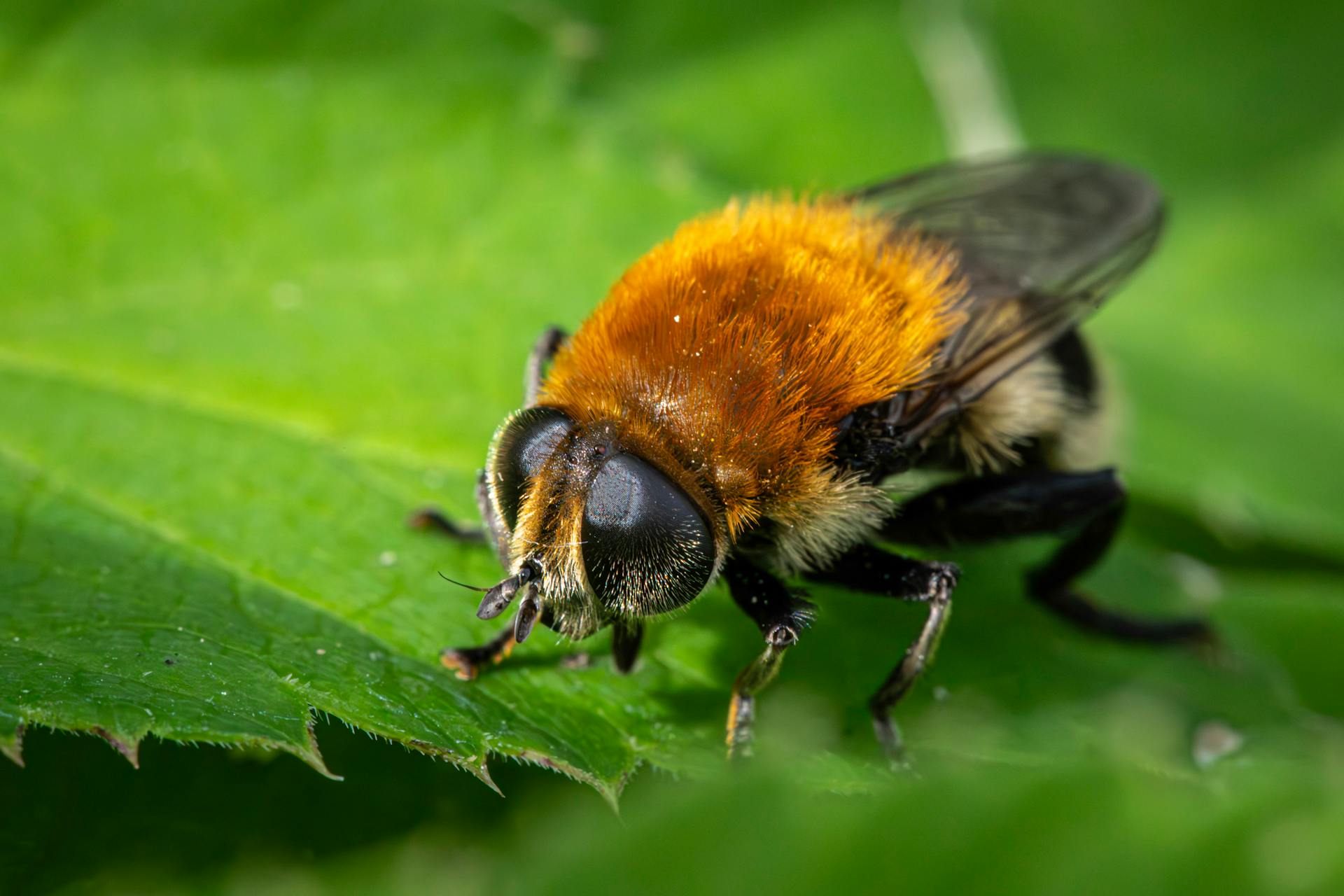 Ministerio de Ambiente presentará proyecto de ley para eximir de IVA a la COP16 de Biodiversidad