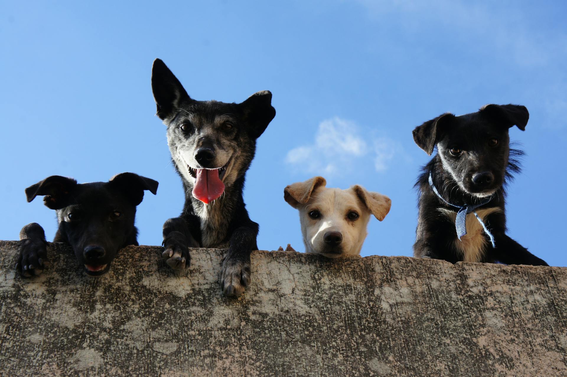 Corte Constitucional establece que los animales de compañía son bienes inembargables