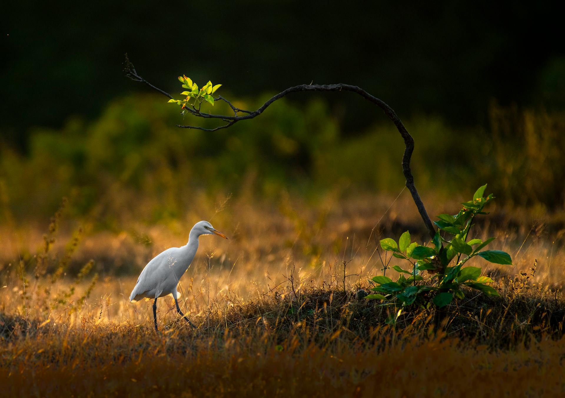 Aprobada iniciativa para la protección de humedales RAMSAR en Colombia