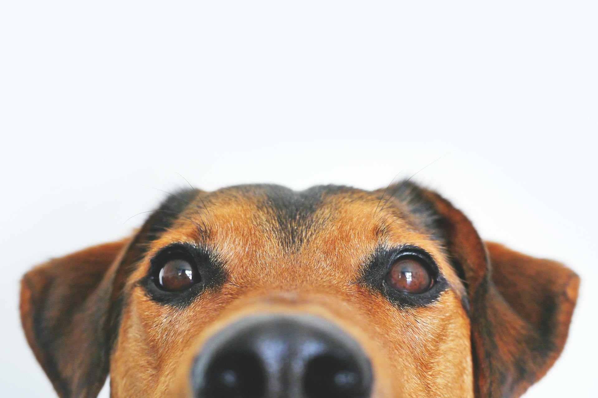 Maltrato animal