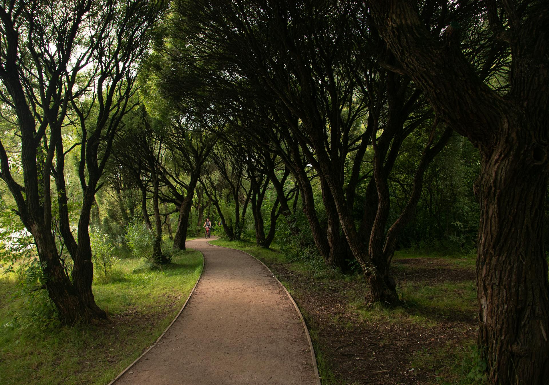 Bosque urbano