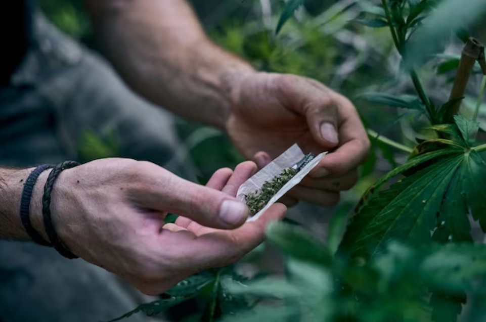 Tráfico de drogas | 100 plantas de marihuana es un «poderoso indicio» de tráfico