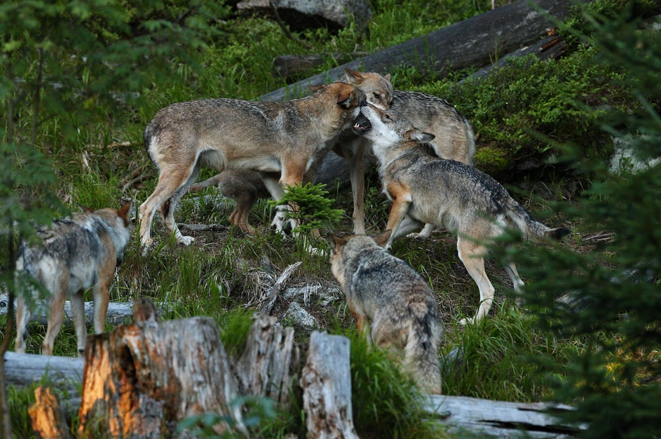 ataques de lobo en la explotación ganadera