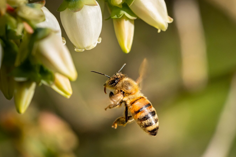 Incapacidad total por hipersensibilidad a la picadura de abeja