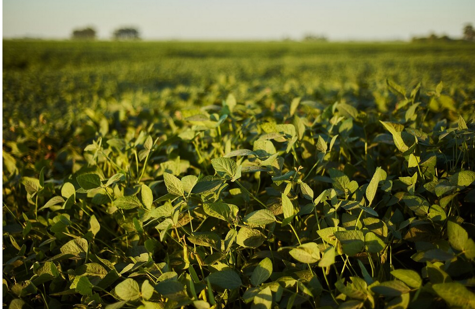 regar sin autorización