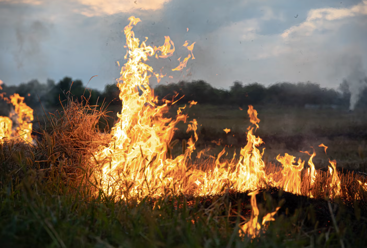 incendios forestales
