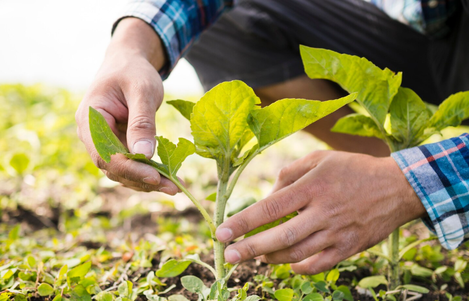 cultivos de organismos modificados